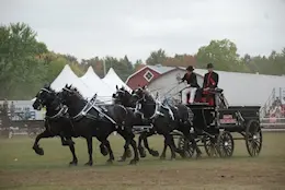 Horse-drawn carriage at a community gathering in Carp Ontario